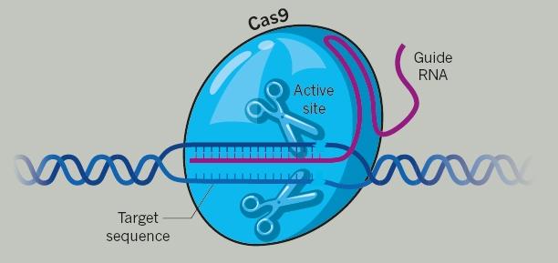 開發(fā)新一代基因編輯技術(shù) Beam Therapeutics獲1.35億美元融資