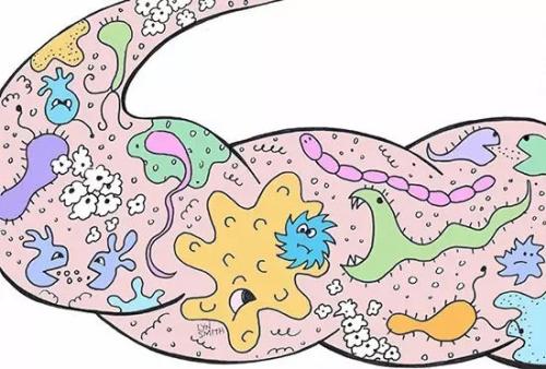 腸道微生物有助于溫暖你的核心鳥蛤