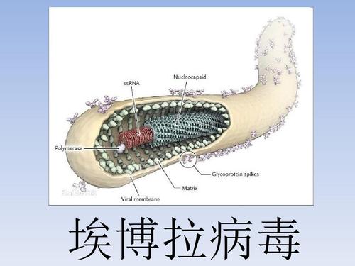 來(lái)自人類埃博拉病毒幸存者的抗體可能揭示了疫苗的新途徑