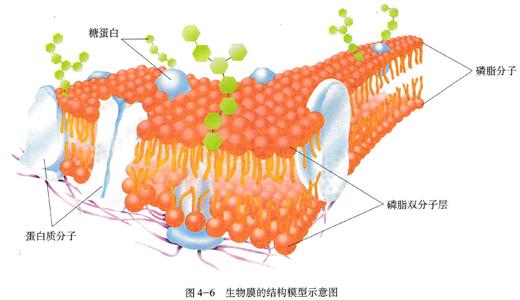 研究挑戰(zhàn)細(xì)胞膜如何工作的傳統(tǒng)智慧