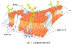 研究挑戰(zhàn)細胞膜如何工作的傳統(tǒng)智慧