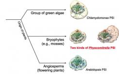 研究人員提前了解光合作用中的關(guān)鍵蛋白質(zhì)