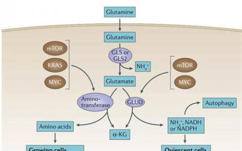 谷氨酰胺代謝影響T細(xì)胞信號(hào)傳導(dǎo)和功能