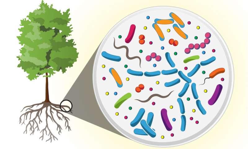 科學家在樹根的微生物組中發(fā)現(xiàn)了巨大的多樣性新的分子