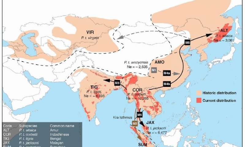 全基因組研究證實(shí)了六個(gè)老虎亞種