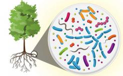 科學家在樹根的微生物組中發(fā)現了巨大的多樣性新的分子