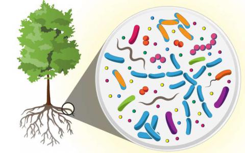 科學(xué)家在樹根的微生物組中發(fā)現(xiàn)了巨大的多樣性新的分子