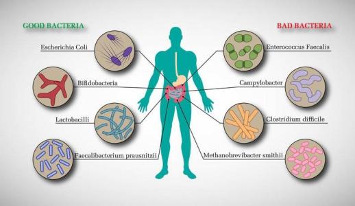 腸道微生物寄生蟲導致好細菌死亡