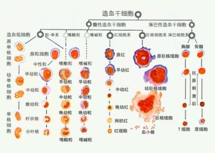 科學(xué)家闡明了與健康細(xì)胞發(fā)育相關(guān)的關(guān)鍵機(jī)制