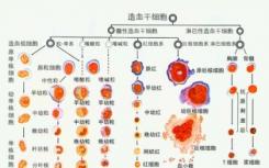 科學家闡明了與健康細胞發(fā)育相關的關鍵機制