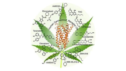 酵母設(shè)計制造大麻素