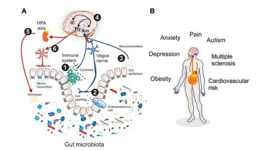 來自全球人類腸道微生物組的未培養(yǎng)基因組的新見解