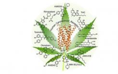 酵母設(shè)計(jì)制造大麻素