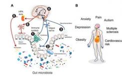 來自全球人類腸道微生物組的未培養(yǎng)基因組的新見解