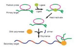 科學(xué)家們介紹了一種簡(jiǎn)單 可靠的通用等溫DNA擴(kuò)增方法