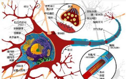 細(xì)胞可以使用彈弓運(yùn)動(dòng)推動(dòng)自己