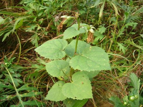 研究人員報(bào)告說房主院子里的非本地植物會(huì)危害野生動(dòng)物