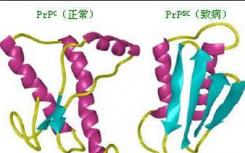 朊蛋白樣蛋白質(zhì)控制雌性小鼠的PTSD癥狀