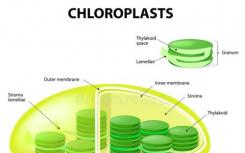 祖先蛋白酶在葉綠體中起蛋白質(zhì)進(jìn)口作用