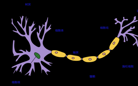 全息斷層掃描（HT）技術(shù)用于對單個神經(jīng)元進行成像