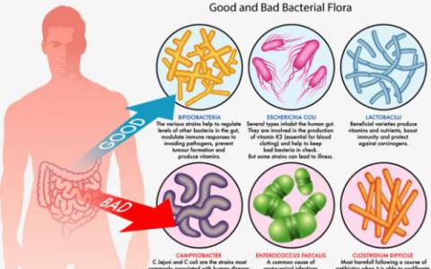 腸道細(xì)菌的成分幾乎在抗生素后恢復(fù)