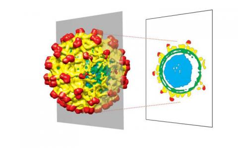 球形病毒的結構并不像我們想象的那么完美
