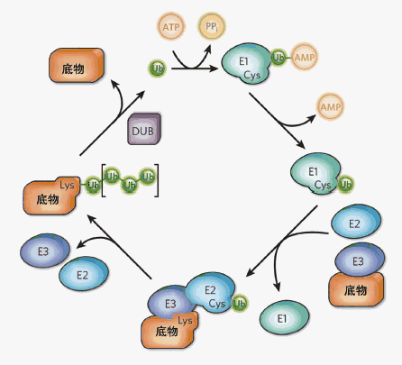 去泛素化酶USP15有助于維持基因組穩(wěn)定性