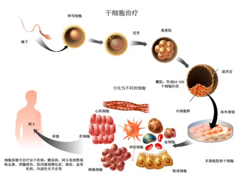 科學(xué)家發(fā)現(xiàn)干細胞增殖是由神經(jīng)系統(tǒng)直接控制的