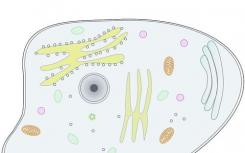 動(dòng)物細(xì)胞如何保持完整的新機(jī)制