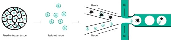 Dolomite Bio為其Nadia儀器引入了高通量sNuc-Seq協(xié)議