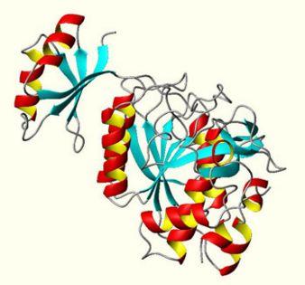 蛋白質(zhì)動(dòng)力學(xué)分子機(jī)器在工作