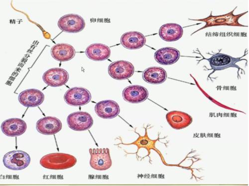 研究人員報(bào)告了護(hù)送一種關(guān)鍵酶的蛋白質(zhì)用于細(xì)胞分化