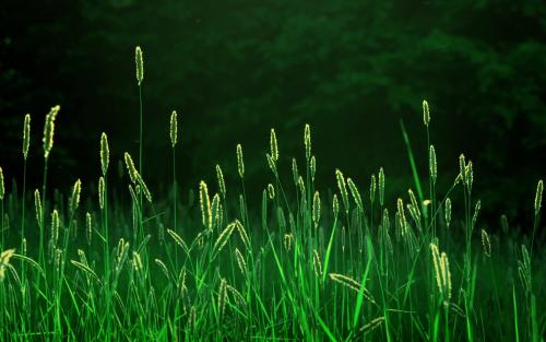 植物中央信號分選中心