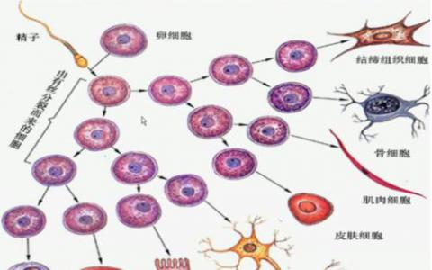 研究人員報告了護送一種關(guān)鍵酶的蛋白質(zhì)用于細胞分化