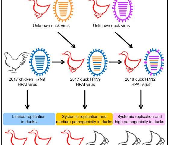 疫苗接種后鴨子中的新型禽流感病毒在很大程度上阻止了雞的H7N9
