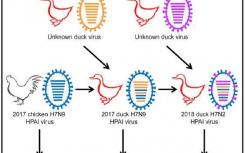 疫苗接種后鴨子中的新型禽流感病毒在很大程度上阻止了雞的H7N9