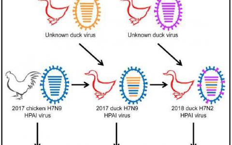 疫苗接種后鴨子中的新型禽流感病毒在很大程度上阻止了雞的H7N9