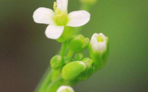 蛋白質(zhì)可防止植物過早開花