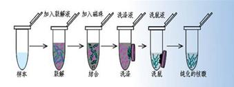 DNA相分離的新見解