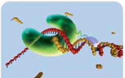 研究人員在分子水平上研究DNA聚合酶