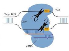 新方法推進CRISPR / Cas gRNA試劑的開發(fā)