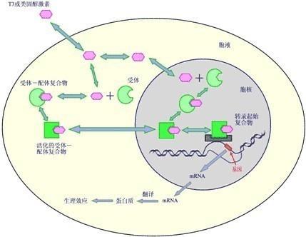 雄激素受體在調節(jié)多種線粒體過程中起著至關重要的作用