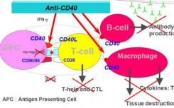 新研究發(fā)現(xiàn)CD40分子是危險(xiǎn)細(xì)菌的關(guān)鍵切入點(diǎn)