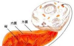 蛋白質(zhì)沖向線粒體 一種新的運輸途徑被發(fā)現(xiàn)