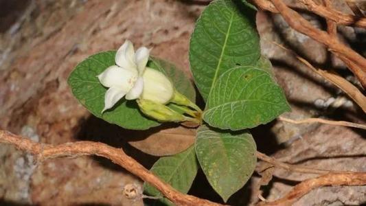 在博物館中發(fā)現(xiàn)的新植物物種可能已經(jīng)滅絕