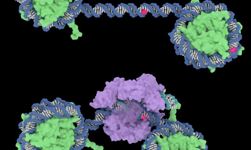 研究人員表明核小體可以抑制CRISPR-Cas9的切割效率