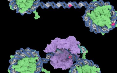 研究人員表明核小體可以抑制CRISPR-Cas9的切割效率