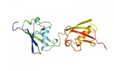 團(tuán)隊成功分析了蛋白質(zhì)FAT10的結(jié)構(gòu)以進(jìn)行潛在的癌癥治療