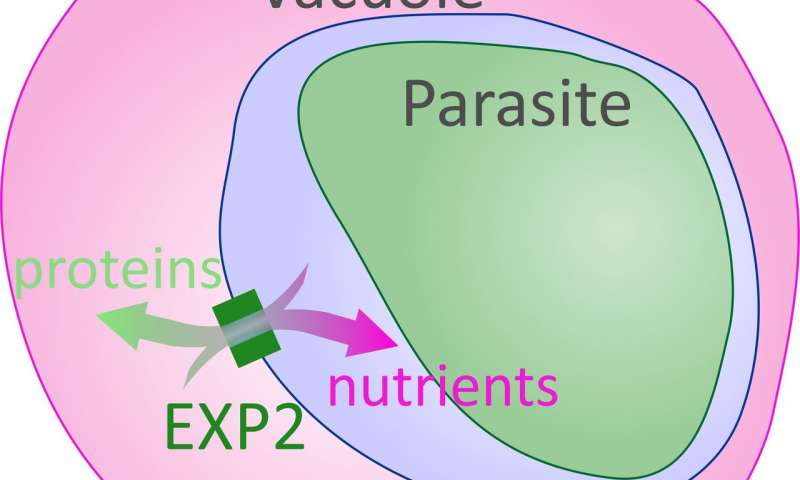 EXP2蛋白幫助最致命的瘧疾寄生蟲在感染期間獲得營養(yǎng)