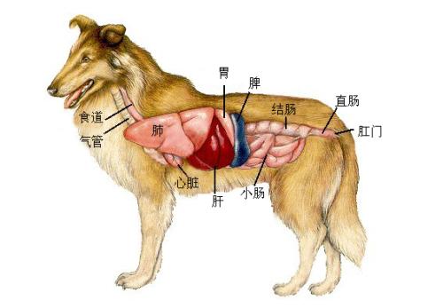 研究表明狗的新鮮和原始飲食可能對健康有益